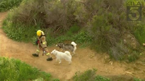 Crews rescue dog trapped near Hollywood sign trail